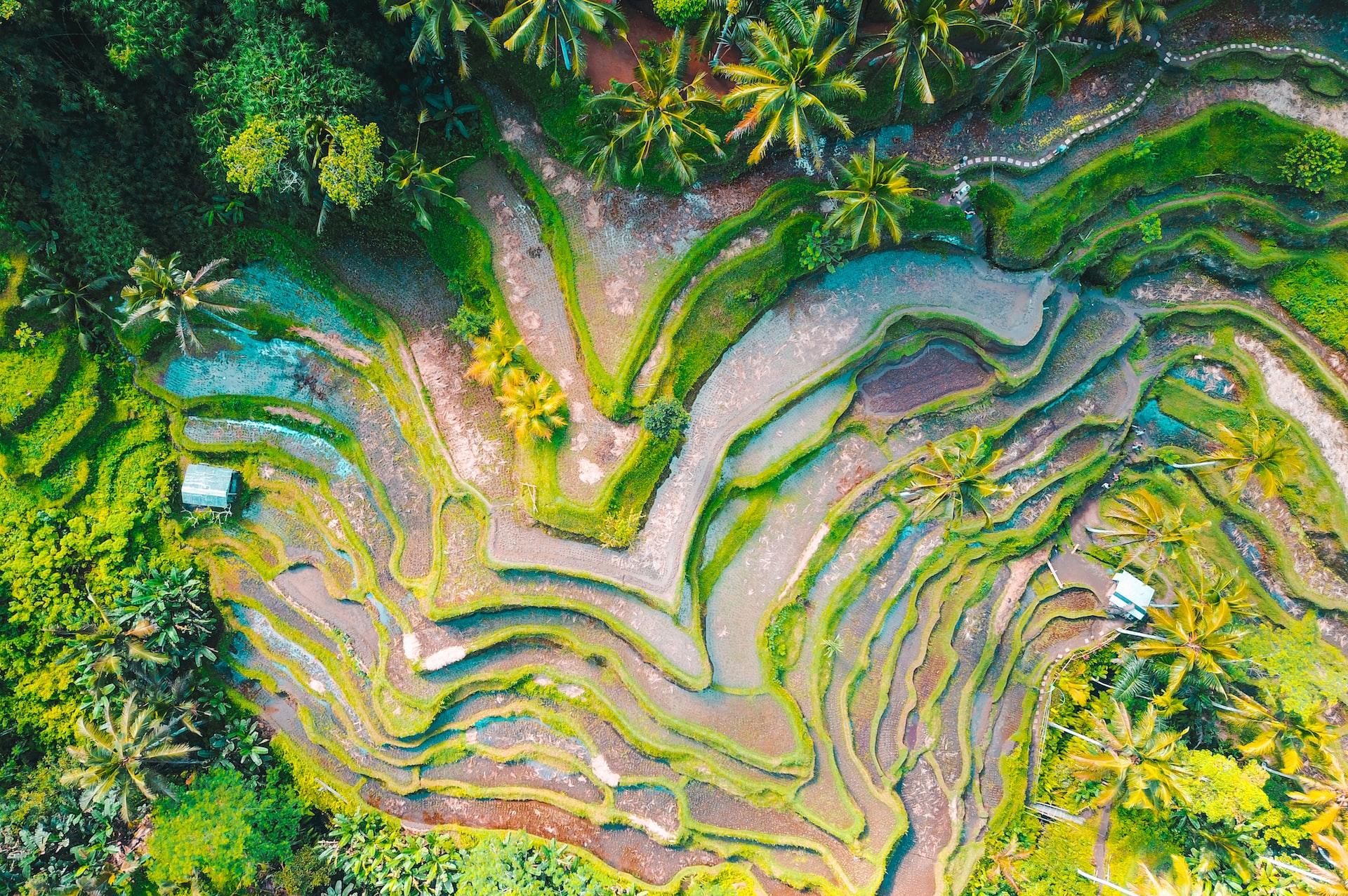 aerial photography of rice terraces during daytime